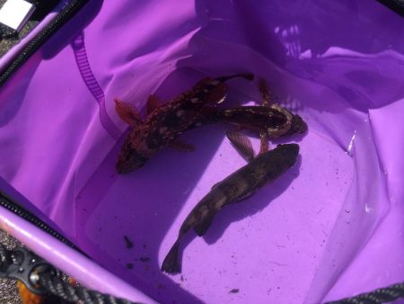 撒き餌しながら穴釣り